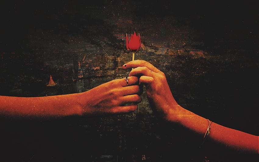Red Rose Love Proposal, couple romance HD wallpaper