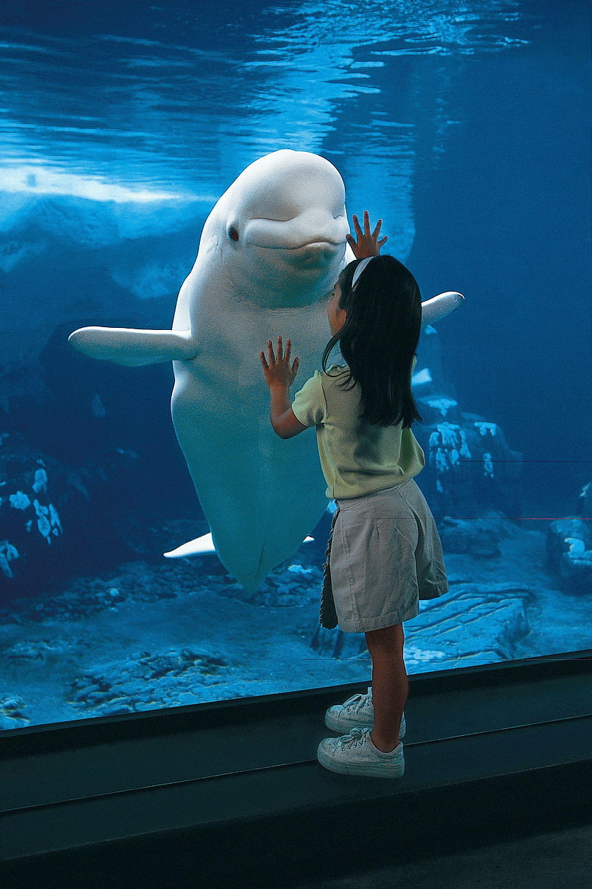 Qué bonito ! Las ballenas beluga pueden crecer 10 fondo de pantalla del teléfono
