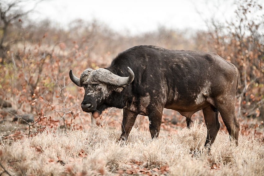 Cape Buffalo, african buffalo HD wallpaper | Pxfuel