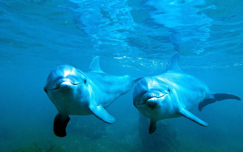 2826095 animales naturaleza delfines bajo el agua mar azul agua, delfines bajo el agua fondo de pantalla