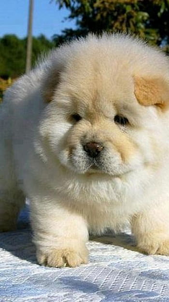 Chubby puppies HD wallpapers | Pxfuel
