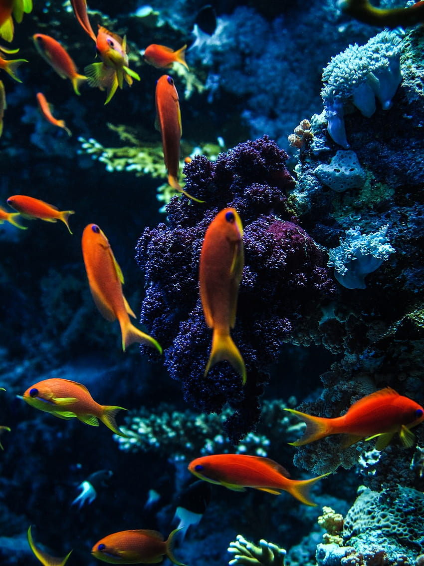 1K+ Fish Underwater, underwater fish HD phone wallpaper | Pxfuel