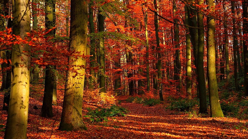 Gleams in Forest and Leaves Trees Autumn, autumn trees HD wallpaper