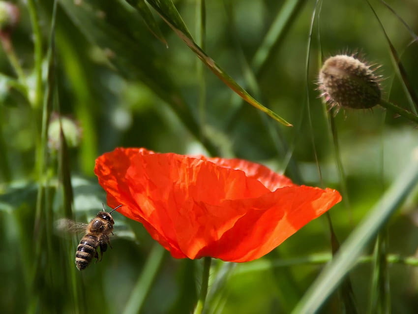 bee on red poppy, orange and black bumblebee HD wallpaper