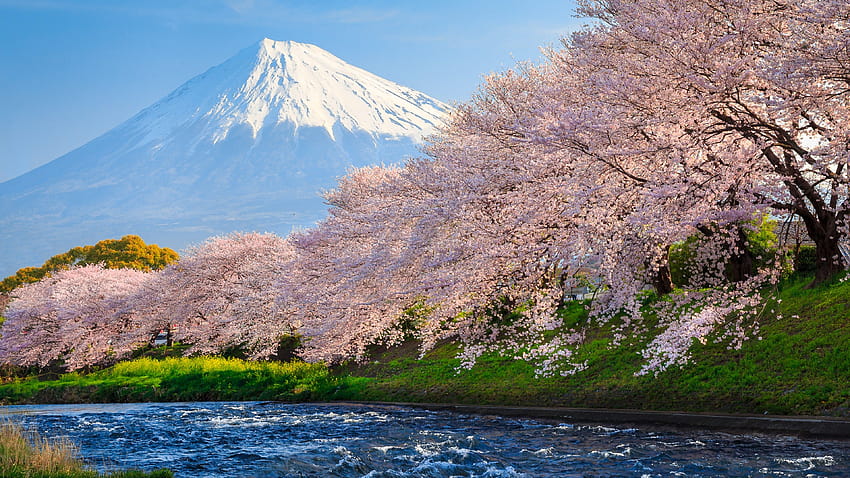 Sakura River japan, World, Backgrounds, and, japan sakura HD wallpaper