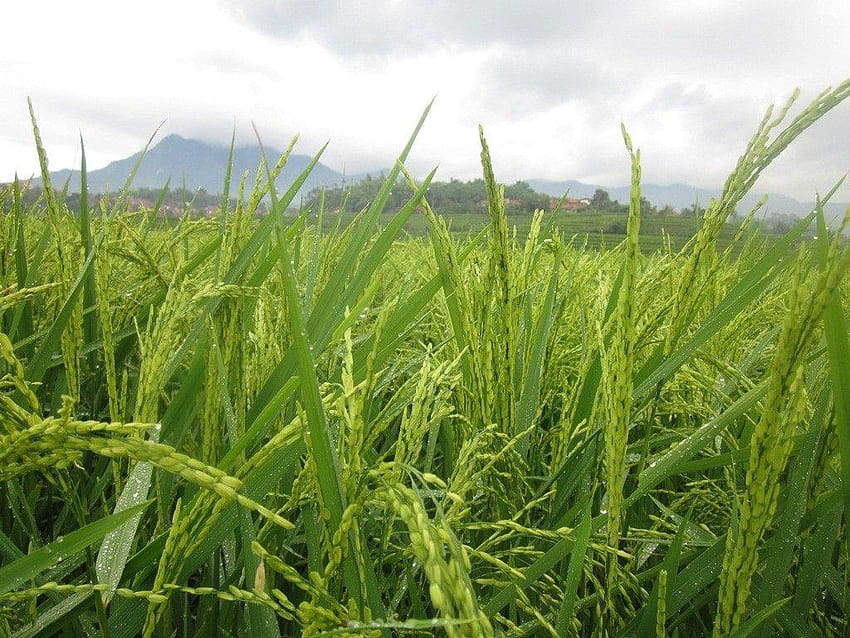Fields: Rice Field Ricefield Padi Ade Pare Sawah Paddy HD wallpaper