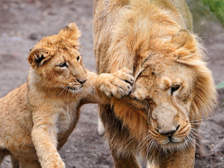 Cute Baby Cub Play with Lion Wild Animal, wild lion HD wallpaper