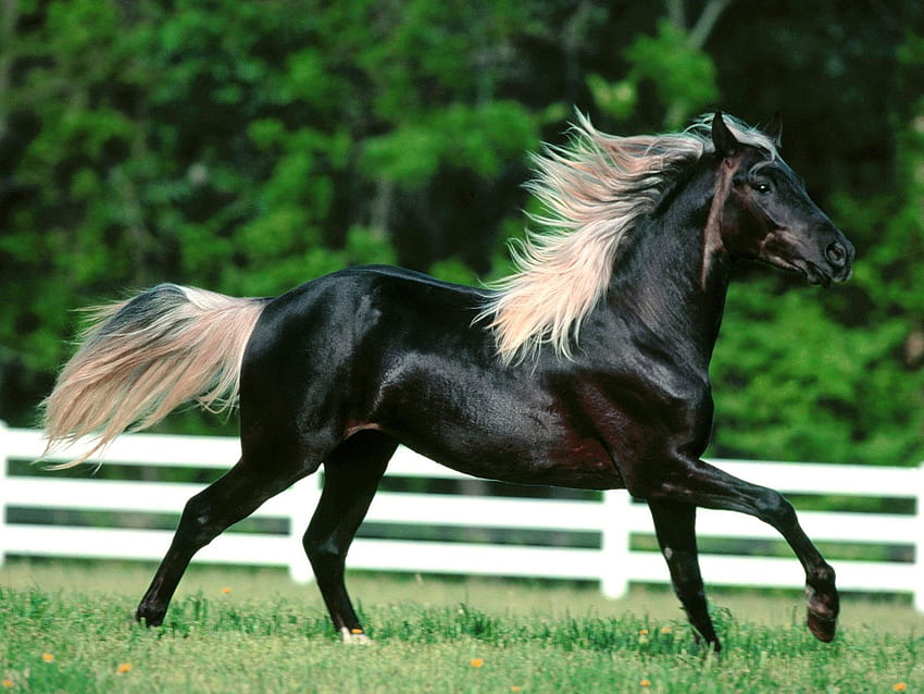 [1600x1200] を実行している美しい黒い野生の馬を実行している馬、モバイル & タブレット、 高画質の壁紙