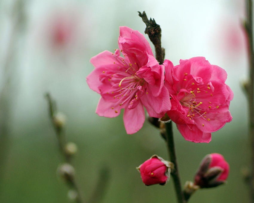 Trải nghiệm hái Cherry đỏ mọng trên cây ở Kyungju (2024) » GoKorea
