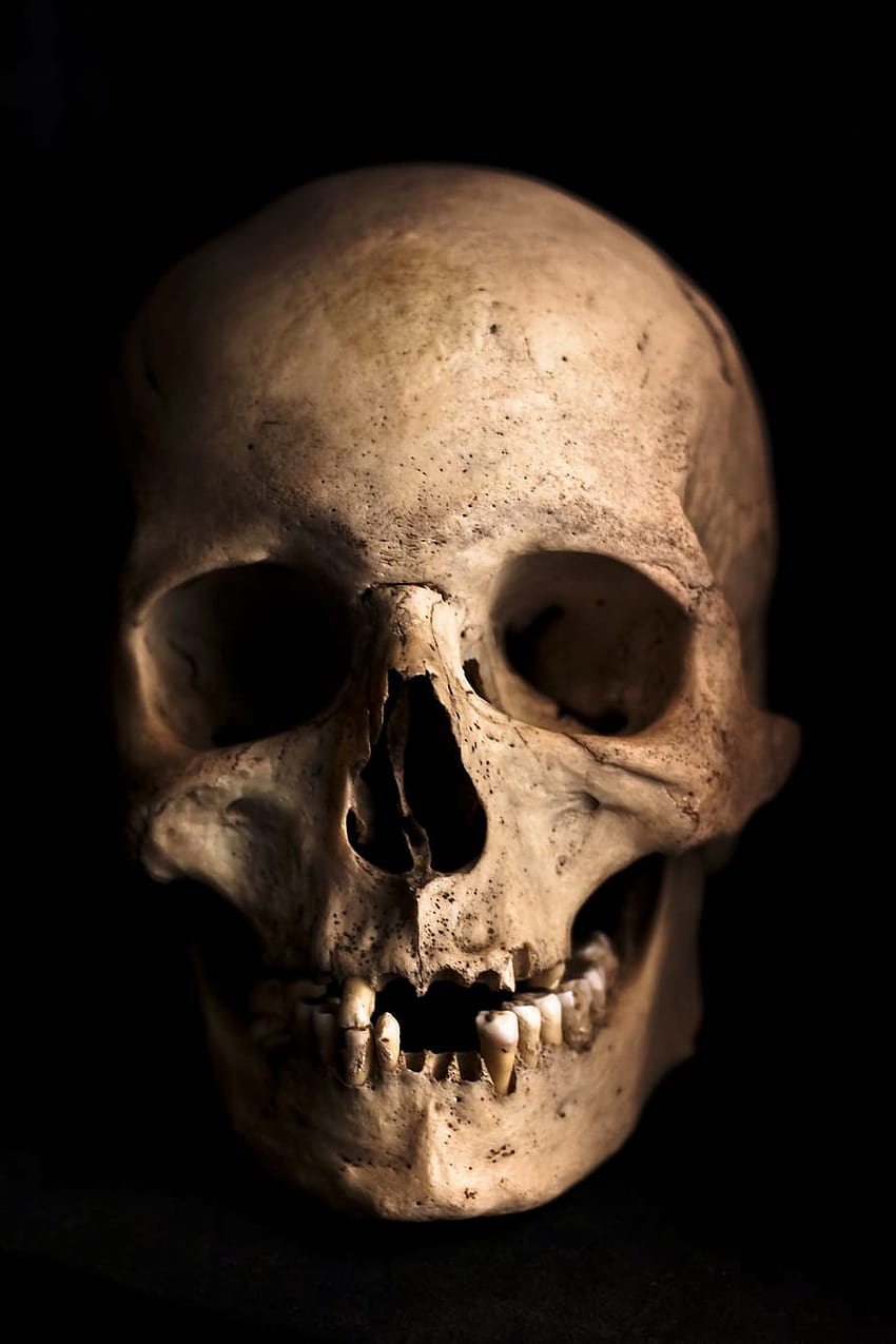 Cráneo de cabeza humana, cráneo humano fondo de pantalla del teléfono