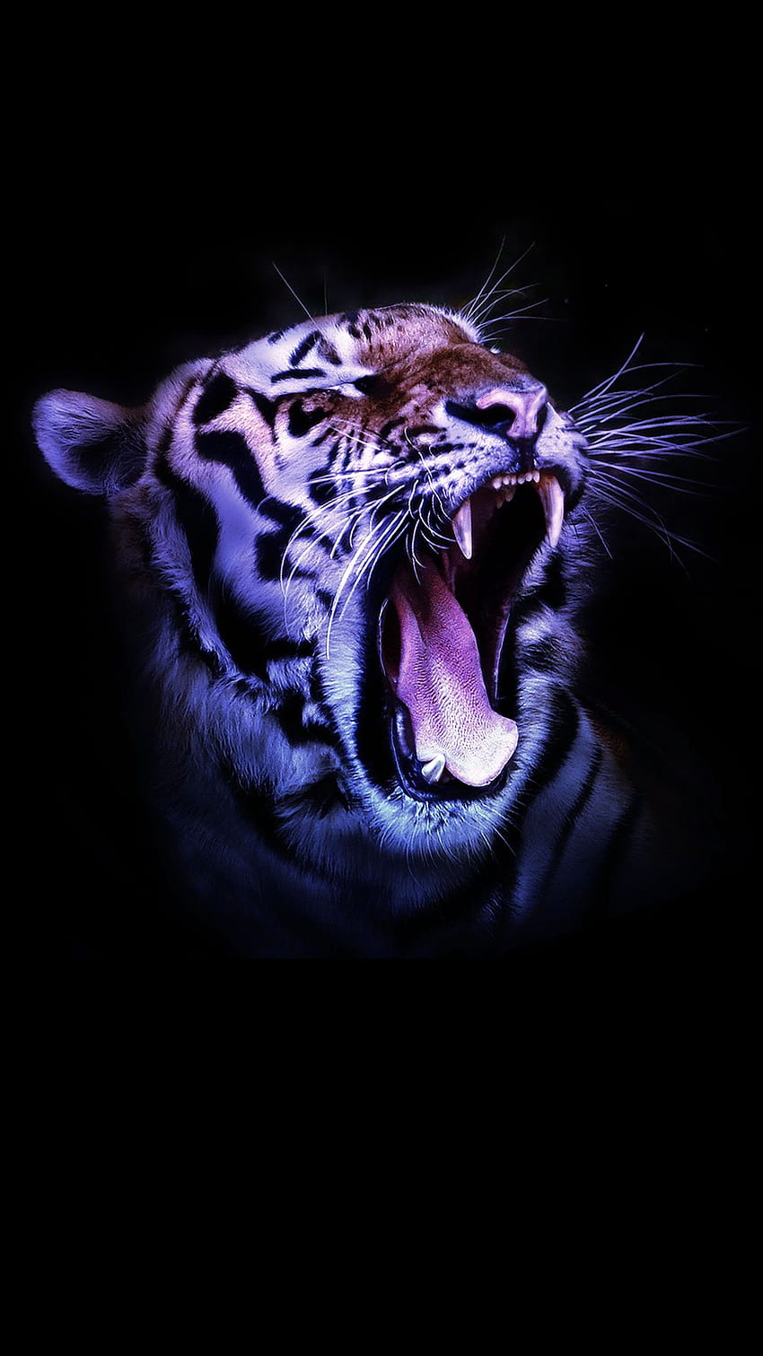 Tiger Phone posted by Ethan Mercado, high defination tiger phone HD phone wallpaper