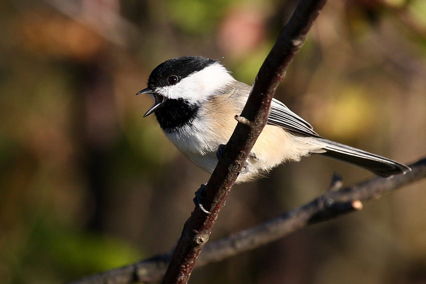 Shallow focus graphy of white and black bird on tree branch, chickadees HD wallpaper