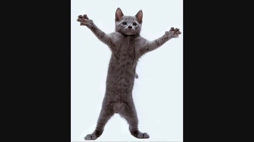 Dancing Cat Meme Gif HD wallpaper