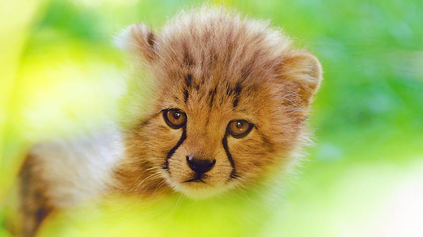 Cheetah Cute Cub , Animals, Backgrounds, and HD wallpaper