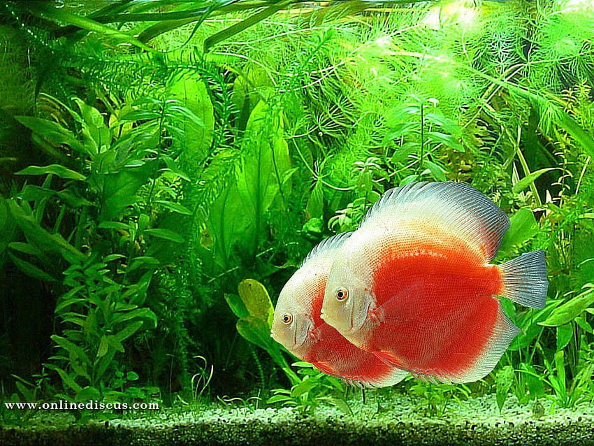 Ikan Hias HD wallpaper