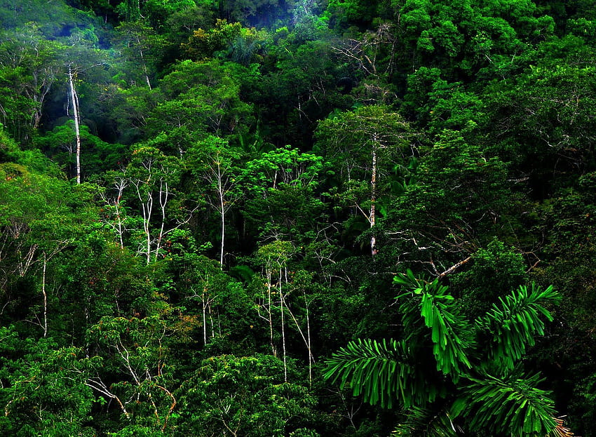 джунгла, амазони HD тапет