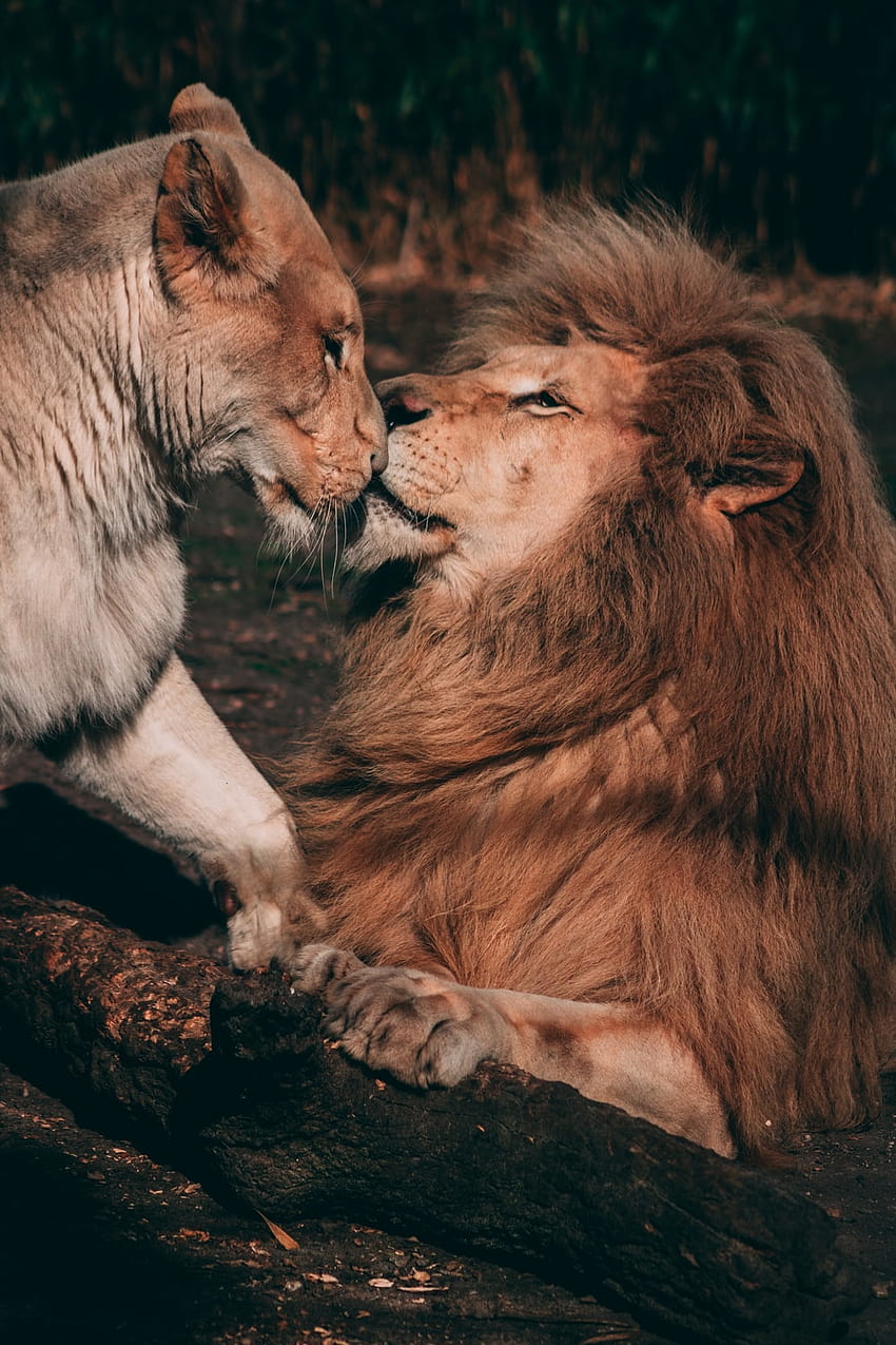 Löwe liegt auf braunem Felsen – Tier, Löwenpaar HD-Handy-Hintergrundbild