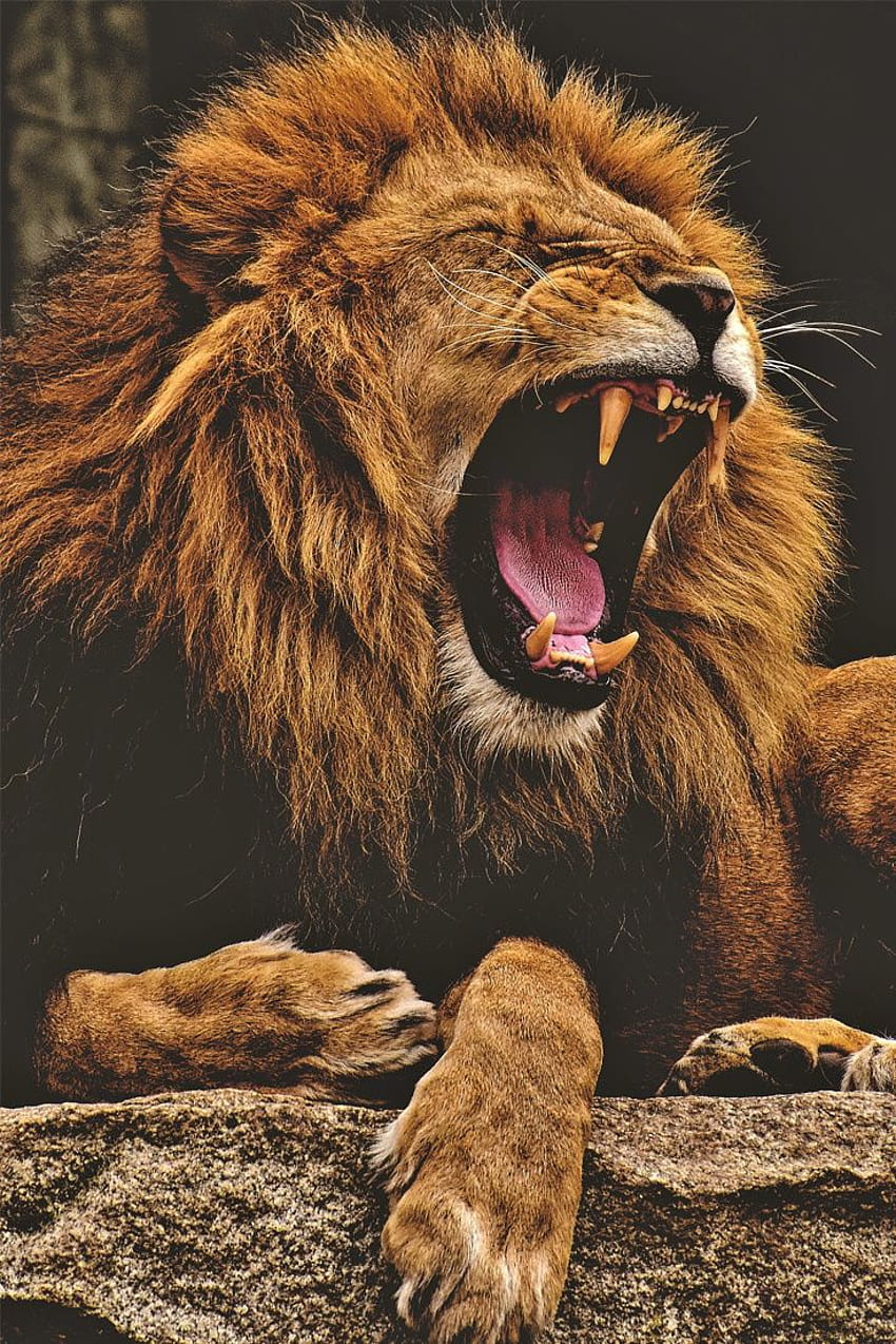 A dangerous lion, danger lion HD phone wallpaper