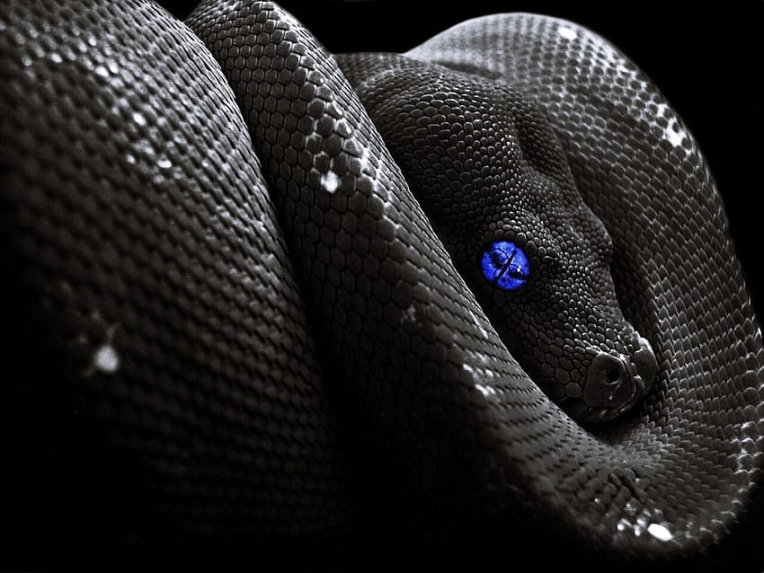Top Most Dangerous BLACK MAMBA Snake In 1280×1024 Black Snake, python snake HD wallpaper
