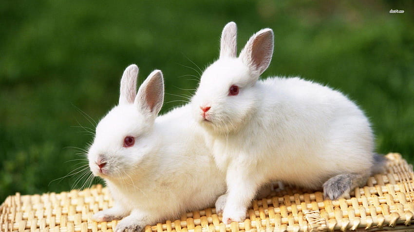 Kelinci Lucu, Kelinci Lucu, bayi kelinci putih yang lucu Wallpaper HD