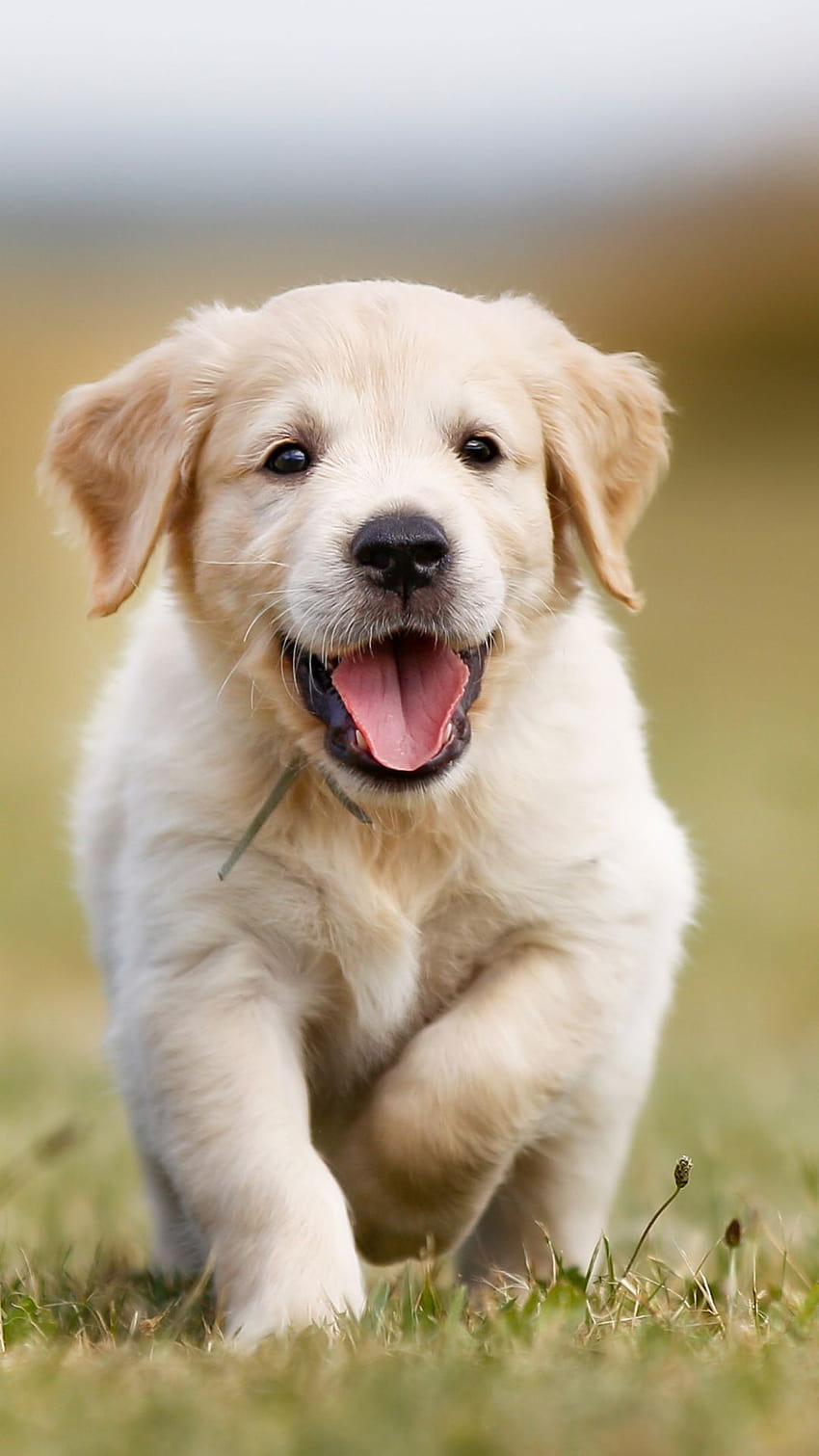 Cute for your iPhone 11 Pro from Everpix, golden retriever puppies HD phone wallpaper