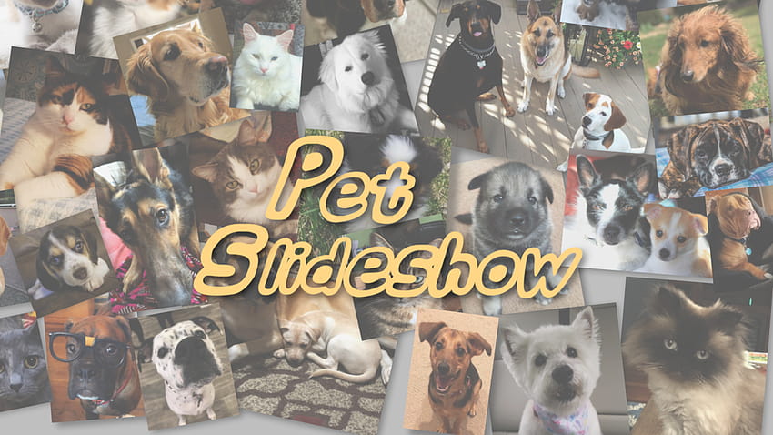 Pet Slideshow HD wallpaper