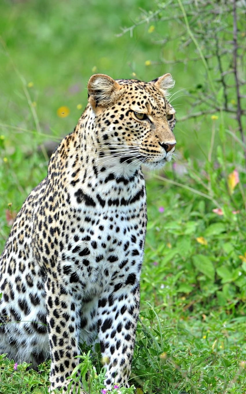 Jaguar Animal , & backgrounds, full animal android mobile HD phone wallpaper  | Pxfuel