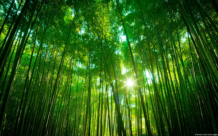 Japanese Bamboo Forest HD wallpaper