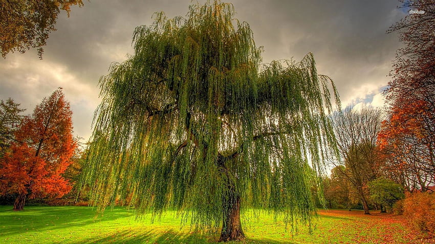 Weeping willow HD wallpapers free download  Wallpaperbetter