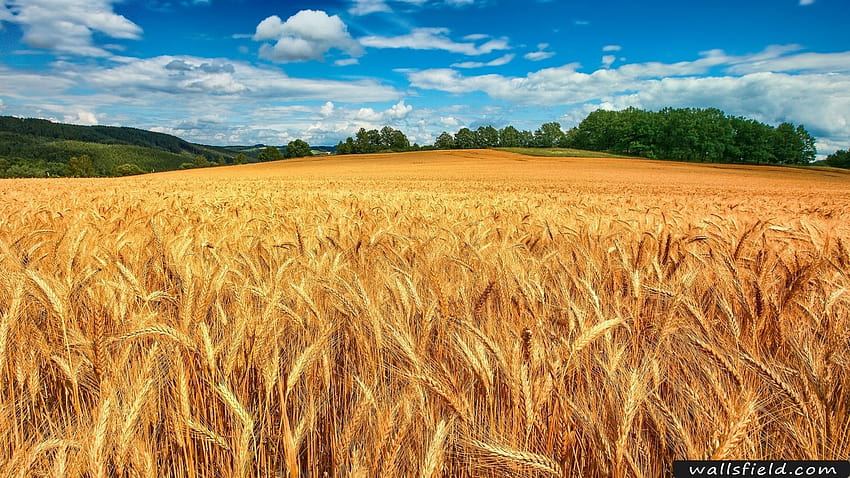 sun wheat fields HD wallpaper