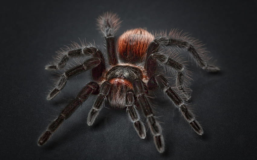 2560x1600 Tarantula, Arachnophobia, Spider HD wallpaper