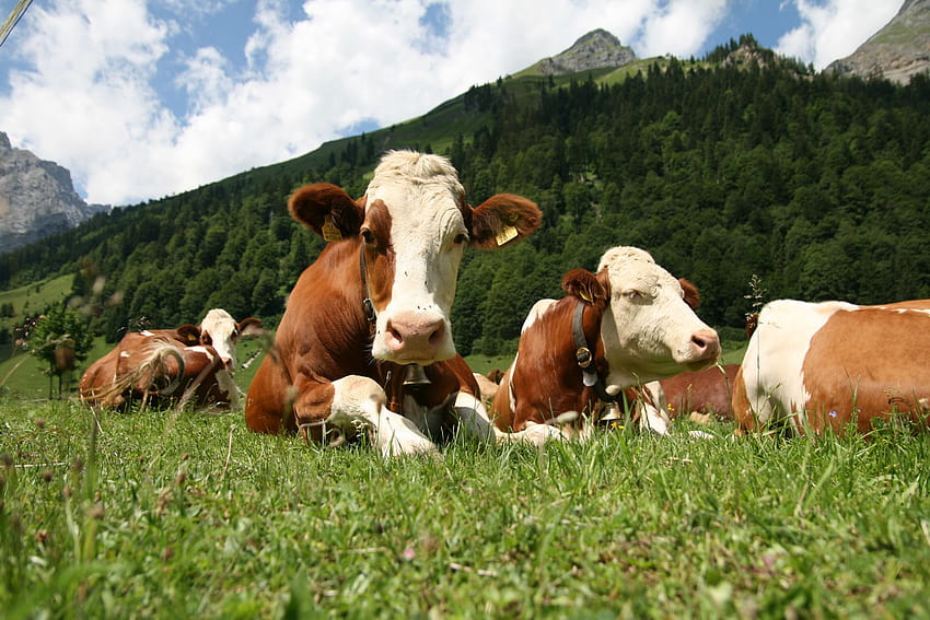 風景 自然 牛 牛 ..., 家畜 高画質の壁紙