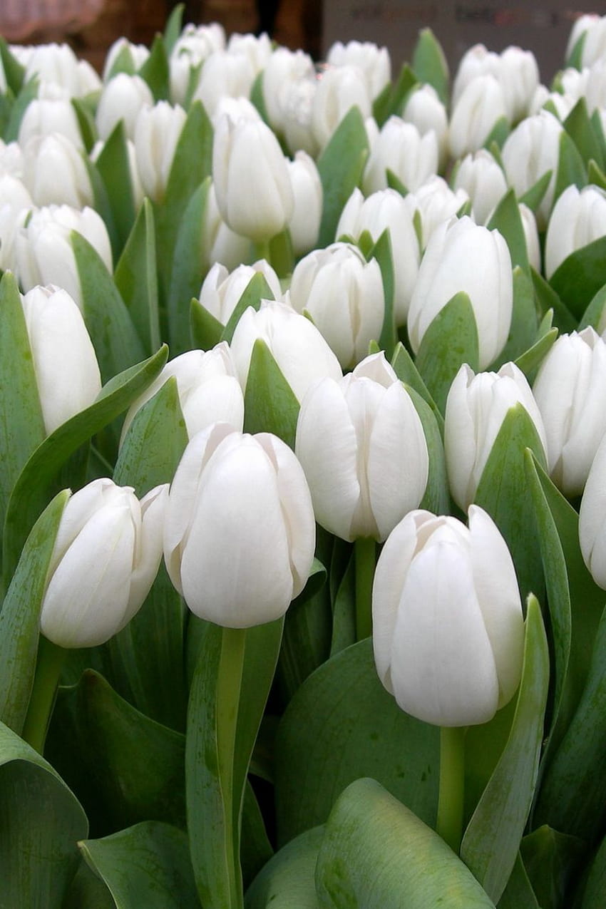 800x1200 tulips, flowers, white, spring, beauty, herbs iphone 4s/4 for parallax backgrounds, spring tulip iphone HD phone wallpaper