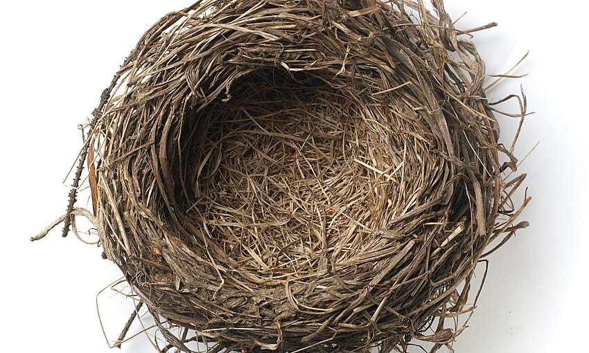 Nest , Animal, HQ Nest ...vistapointe, bird nest HD wallpaper | Pxfuel