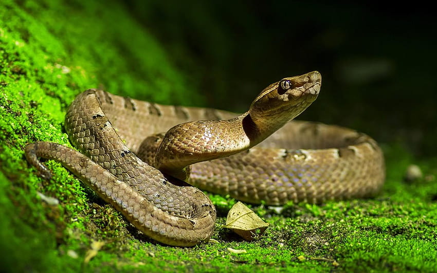 Snake eyes, venomous snakes HD wallpaper