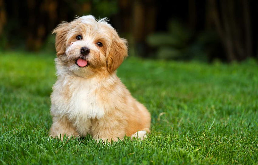 Havanese Dog Breed: Details, Cost, Origin, Facts, & More HD wallpaper