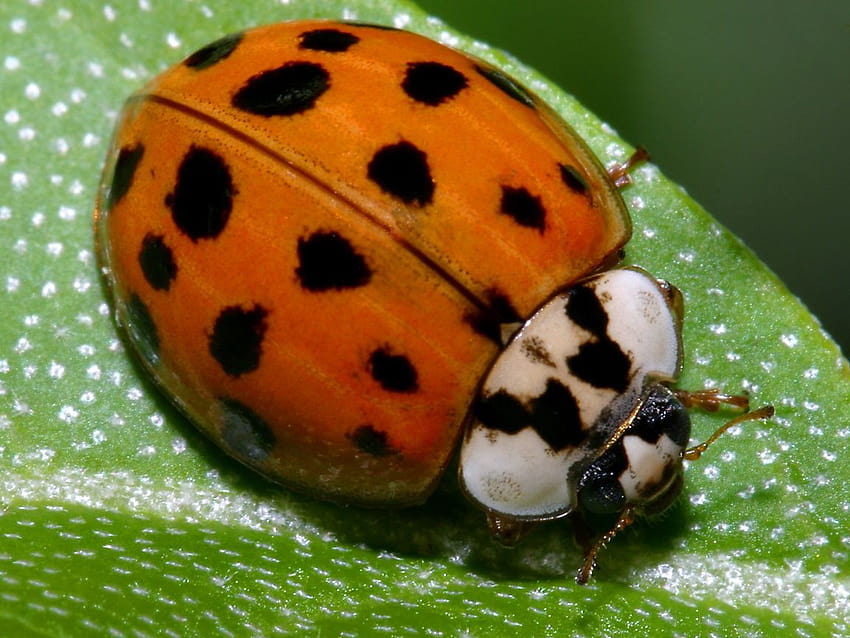 2 Ladybird Beetle, beetles HD wallpaper