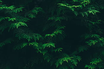 Cool pine HD wallpapers | Pxfuel