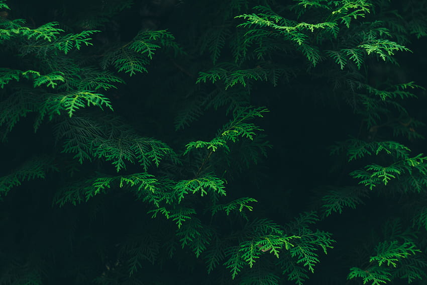 Hojas de pino verde · Stock, pino fresco fondo de pantalla