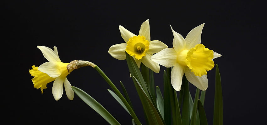 Żonkil, żonkile, kwiaty, zwiastun wiosny, narcyz, żółte żonkile kwiaty wiosna Tapeta HD