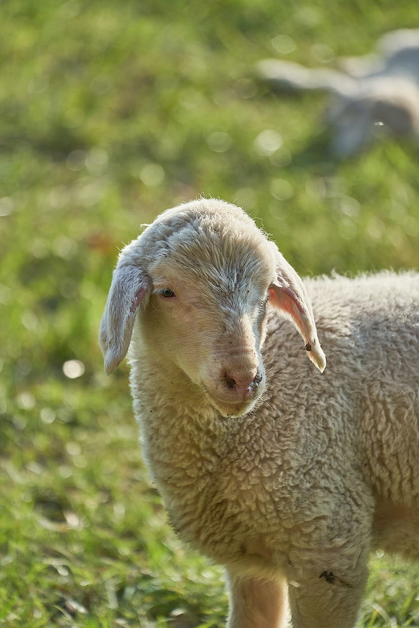 бяла овца на зелена трева през деня – Овца на HD тапет за телефон