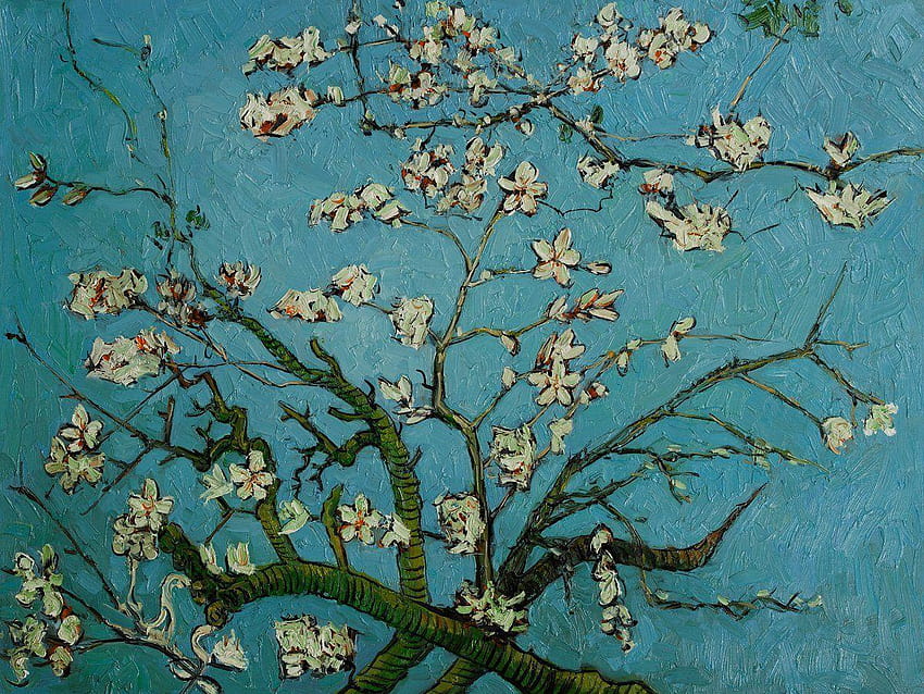 Mandelblüte, Van-Gogh-Blüte HD-Hintergrundbild