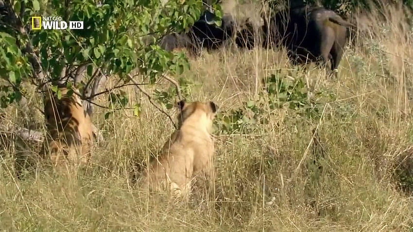 Botswana Lion Wild Entdeckungskanaltiere National Geographic HD-Hintergrundbild