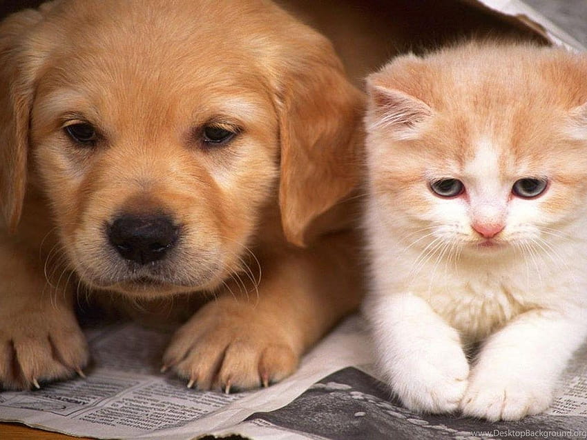 Cats And Dogs Cute Dog ... tip, puppy and cats HD wallpaper
