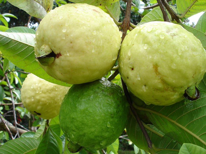 : Guava Fruit Hd Wallpaper 