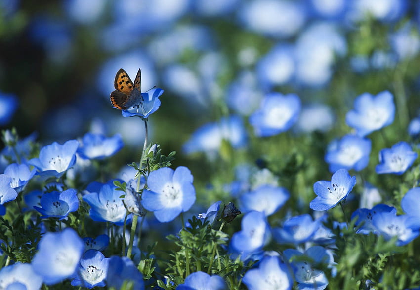nemophila blue flower petals butterfly the field blur, butterfly flower blur HD wallpaper