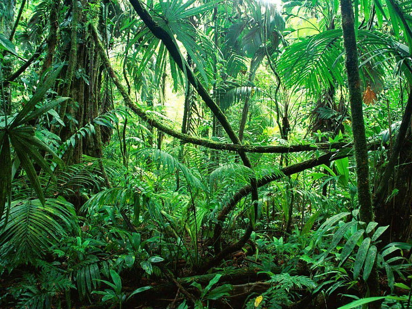 アマゾン ジャングル アマゾンの熱帯雨林の緑、 高画質の壁紙
