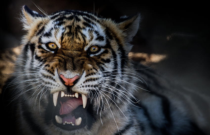 Animal tiger growling, tiger animal HD wallpaper