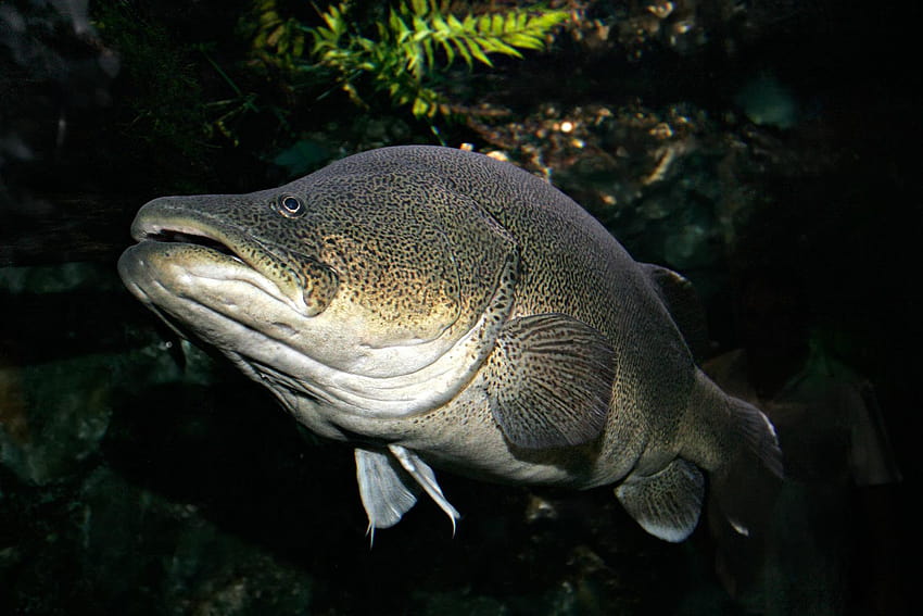 Ikan kod Murray, ikan kod Atlantik Wallpaper HD