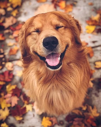  Golden Retriever Wallpapers Cute Dog Wallpaper APK for Android Download